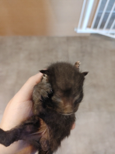 보호중 한국 고양이…